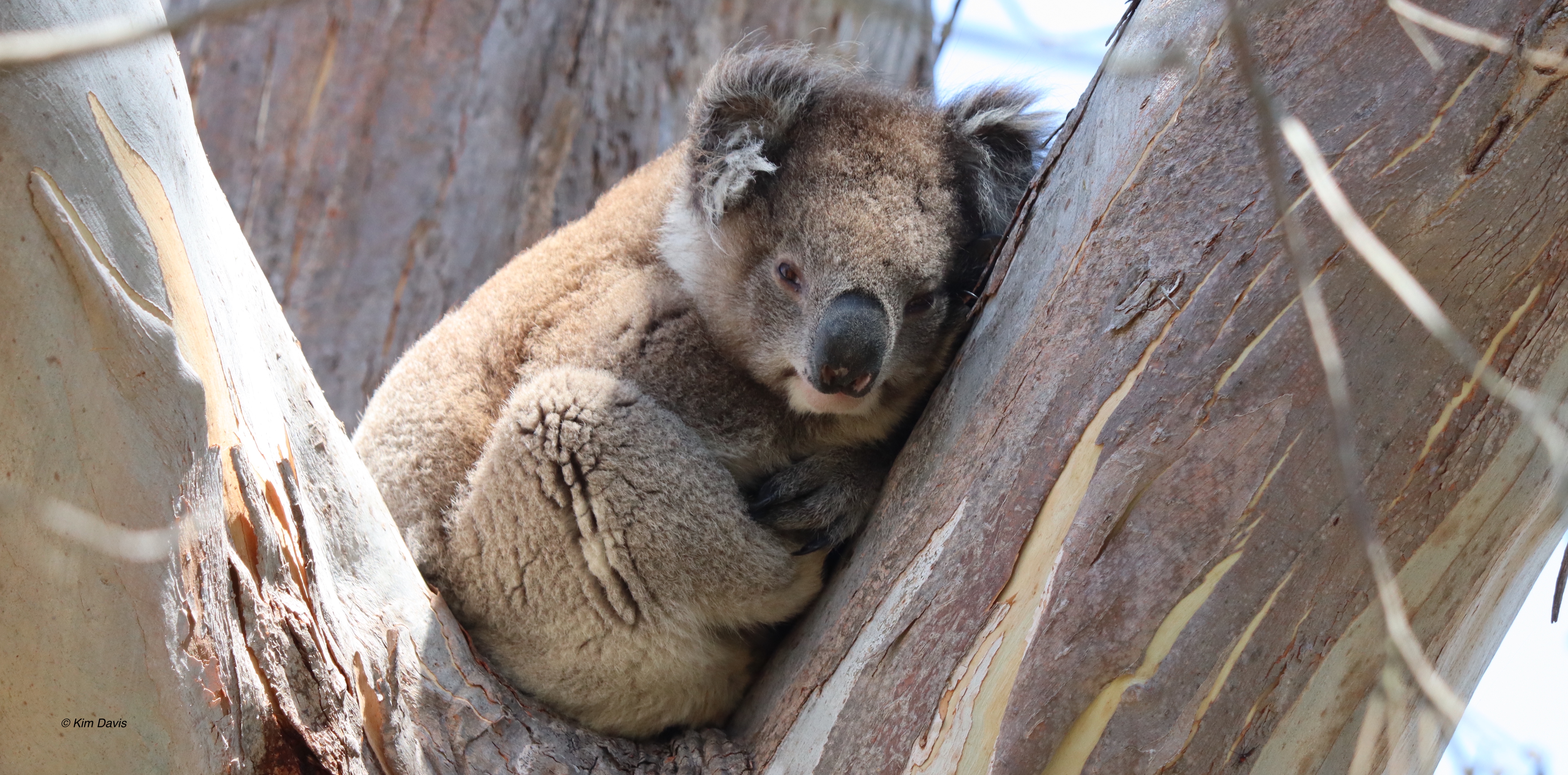 koala image close up in tree branchs