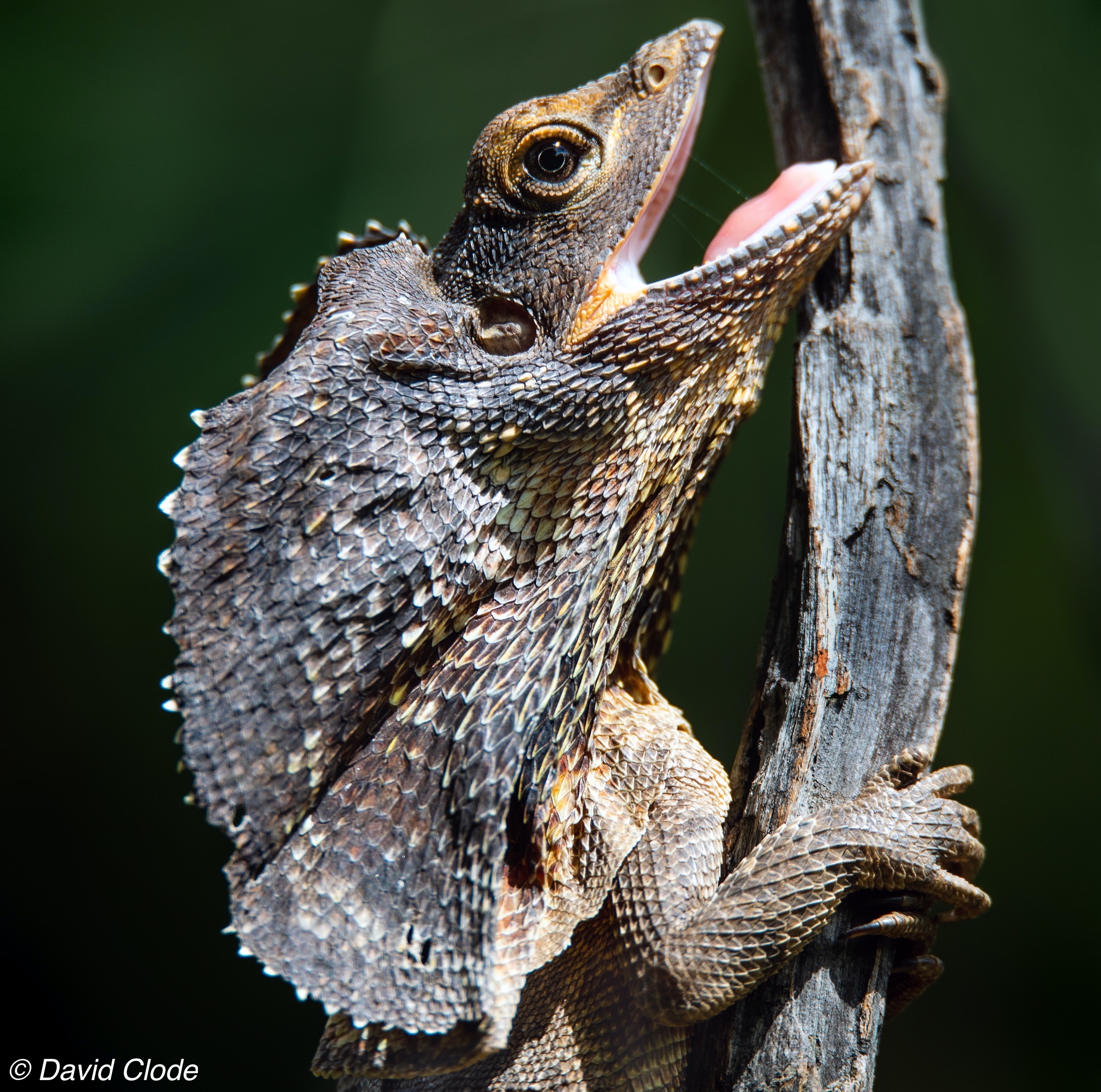 frilled neck lizard on a branch
