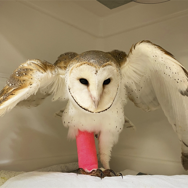 National Network of Specialised Medical Facilities Expanded For Australia's Wildlife