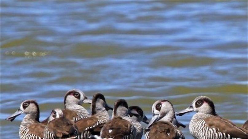 Background on avian influenza in wild birds