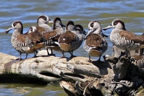 Wildlife Health Australia update on avian influenza and wild birds