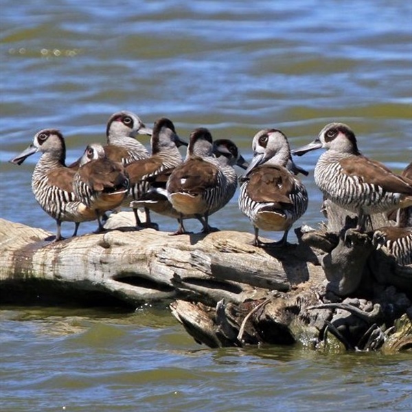 Wildlife Health Australia update on avian influenza and wild birds
