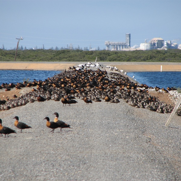 Wildlife Health Australia welcomes $7 million Federal Government funding for HPAI H5N1 preparedness