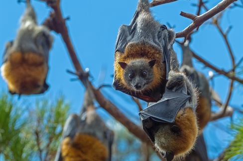 Celebrating 20 Years of the Bat Health Focus Group