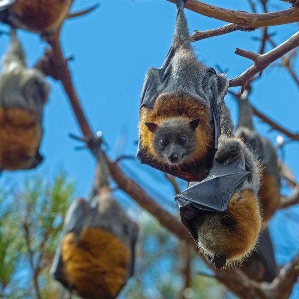 Celebrating 20 Years of the Bat Health Focus Group