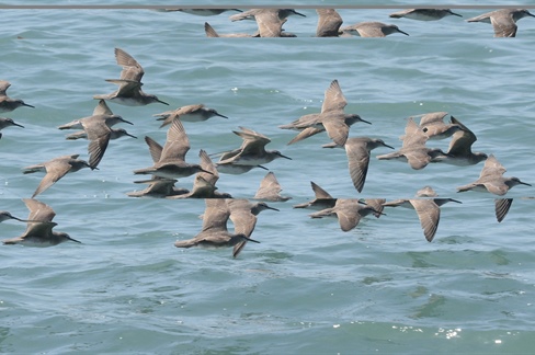 AviFluMap: Collaborative Tool Launched to Support Australia's Response to H5 Bird Flu in Wild Birds
