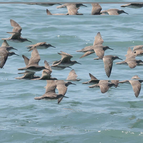 AviFluMap: Collaborative Tool Launched to Support Australia's Response to H5 Bird Flu in Wild Birds