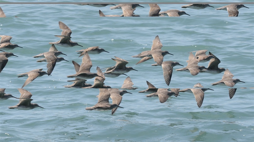 AviFluMap: Collaborative Tool Launched to Support Australia's Response to H5 Bird Flu in Wild Birds