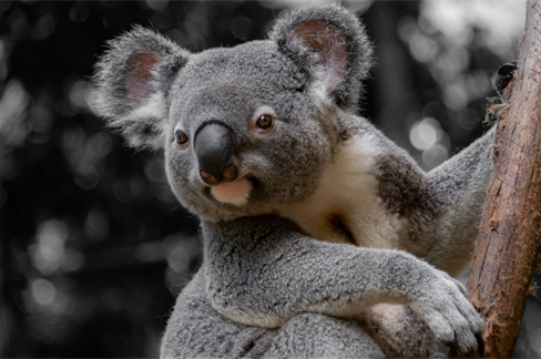 National Project Launched to Tackle Major Koala Conservation Challenges