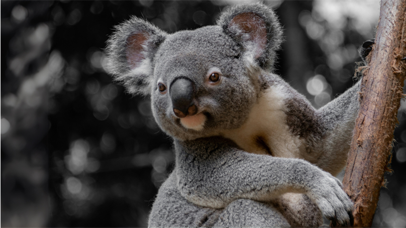 National Project Launched to Tackle Major Koala Conservation Challenges