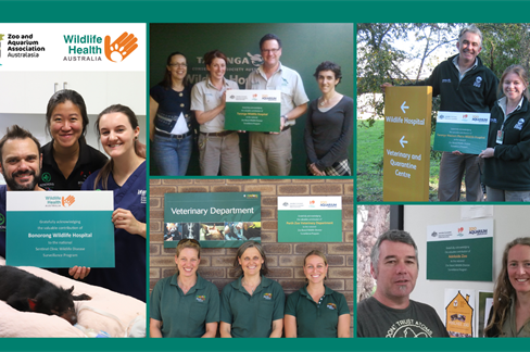 Celebrating 15 Years of Wildlife Health Collaboration with Australian Zoos