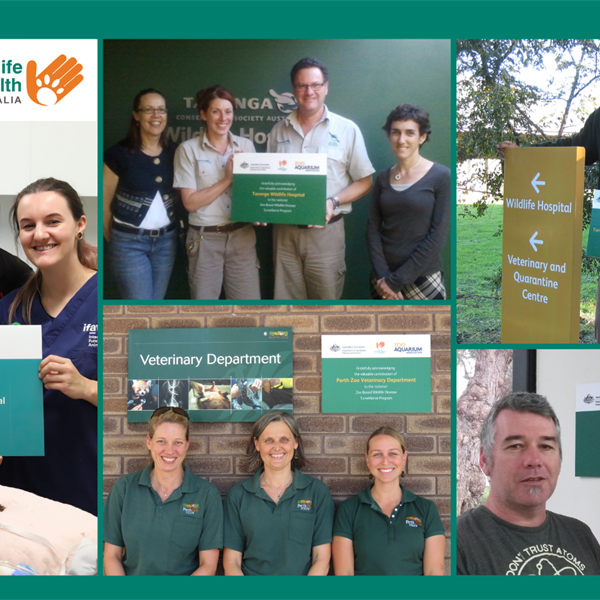 Celebrating 15 Years of Wildlife Health Collaboration with Australian Zoos