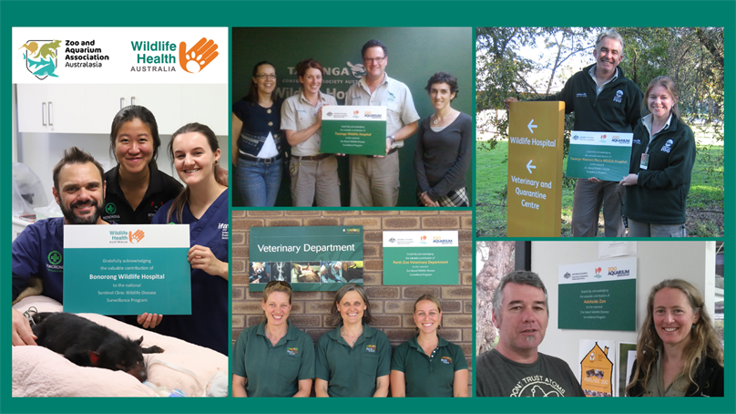 Celebrating 15 Years of Wildlife Health Collaboration with Australian Zoos