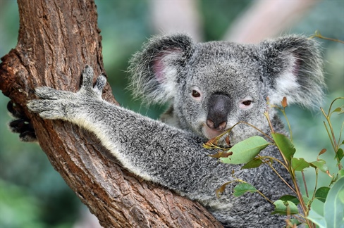 Inclusive collaboration underpins release of national guidance on chlamydia vaccination for koalas