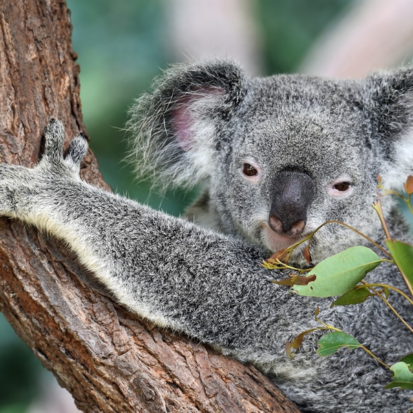 Inclusive collaboration underpins release of national guidance on chlamydia vaccination for koalas