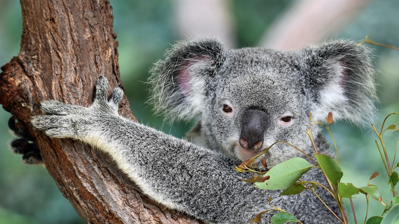 Inclusive collaboration underpins release of national guidance on chlamydia vaccination for koalas