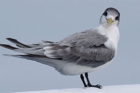 H5 bird flu wildlife mortality events highlight ongoing challenge for Australian wildlife
