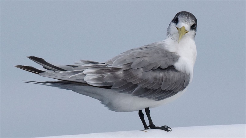 H5 bird flu wildlife mortality events highlight ongoing challenge for Australian wildlife
