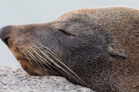 First detected mammal case of H5 bird flu in Australia