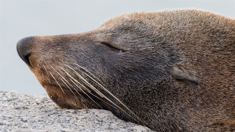 First detected mammal case of H5 bird flu in Australia