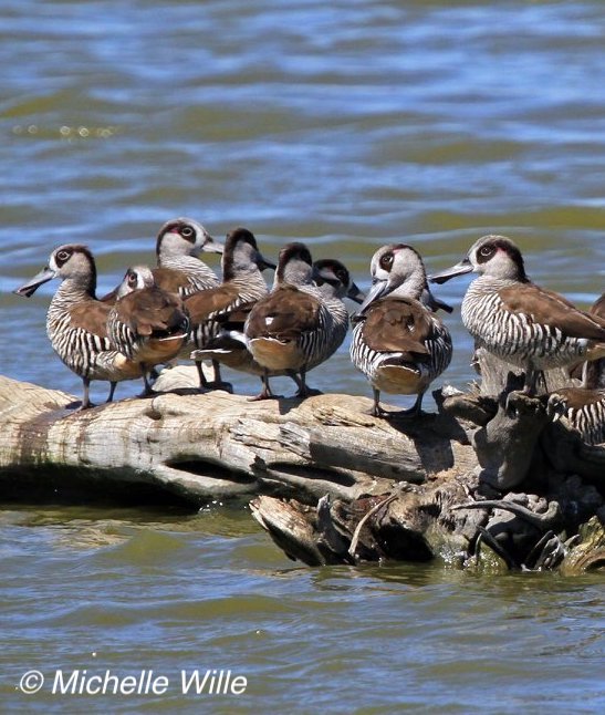 Wildlife Health Australia update on avian influenza and wild birds