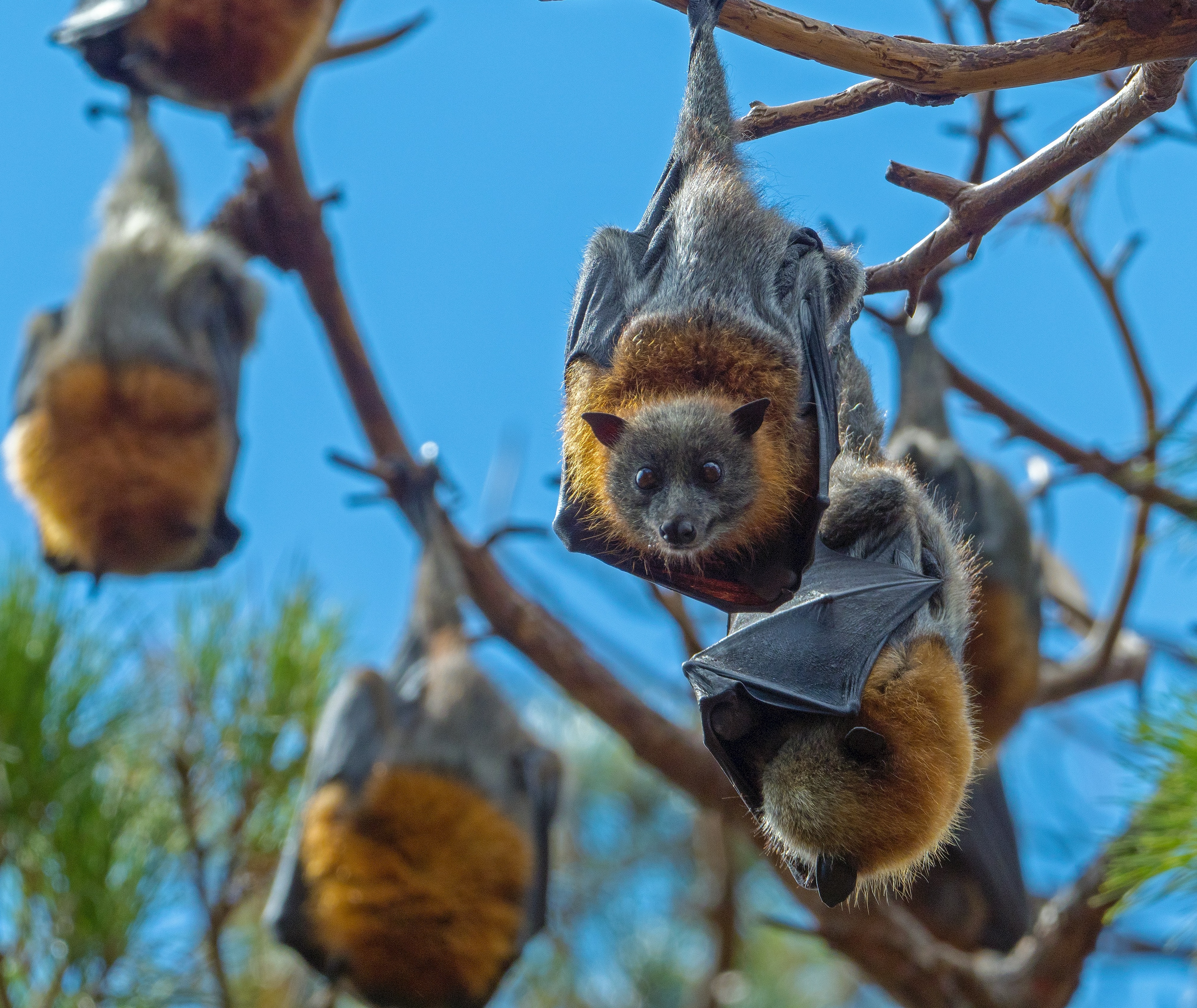 Celebrating 20 Years of the Bat Health Focus Group
