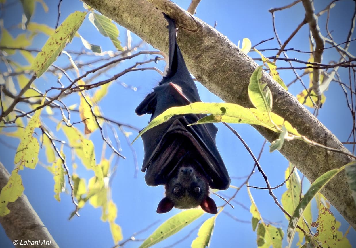 Black flying fox hanging from branch