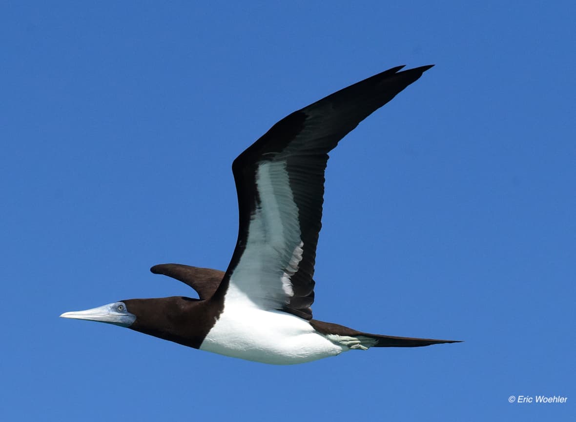 photo of brown booby flying through the sky with wings stretched with the blue sky background