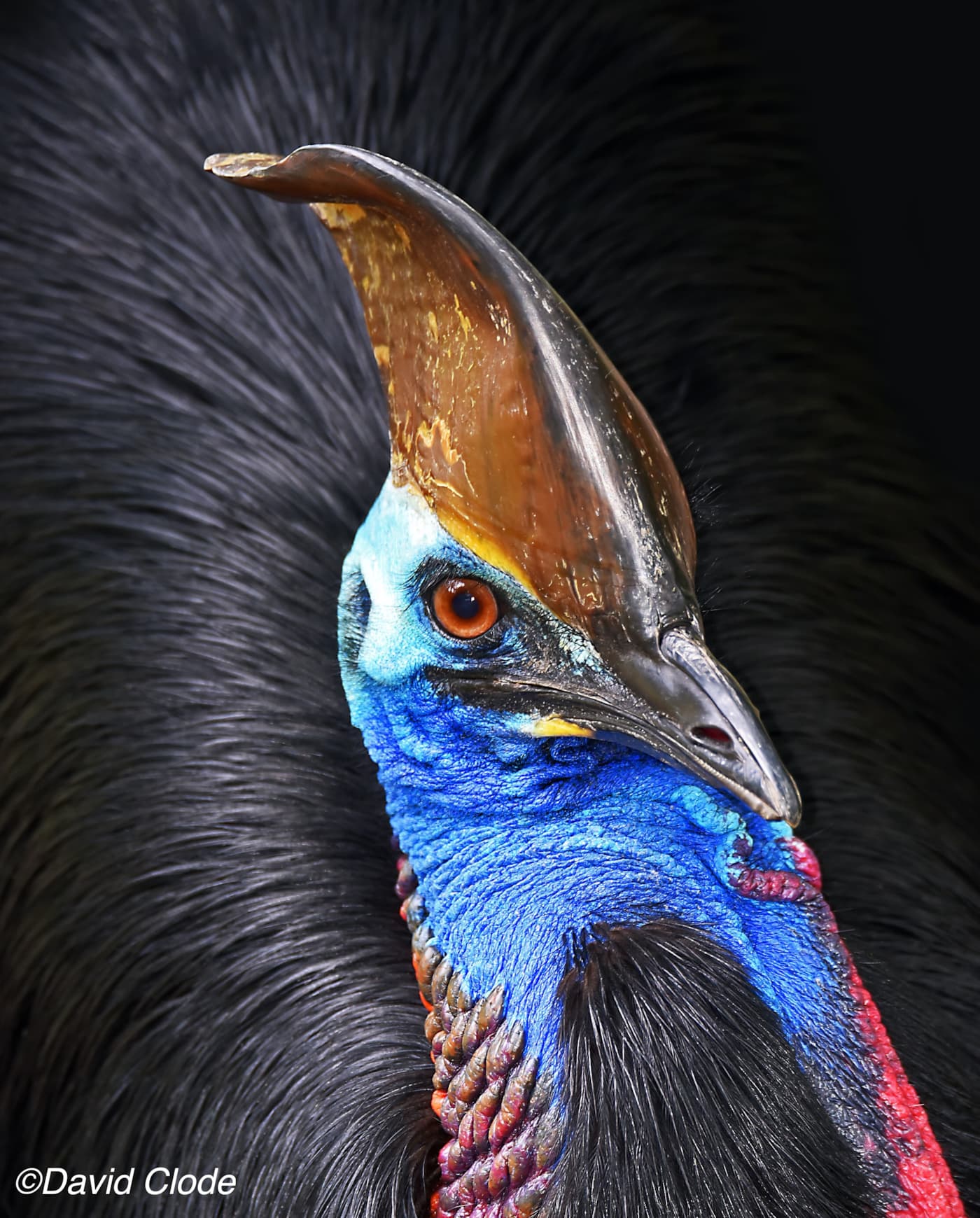 Cassowary photo of head and body photo from above, bird is looking slightly up towards camera