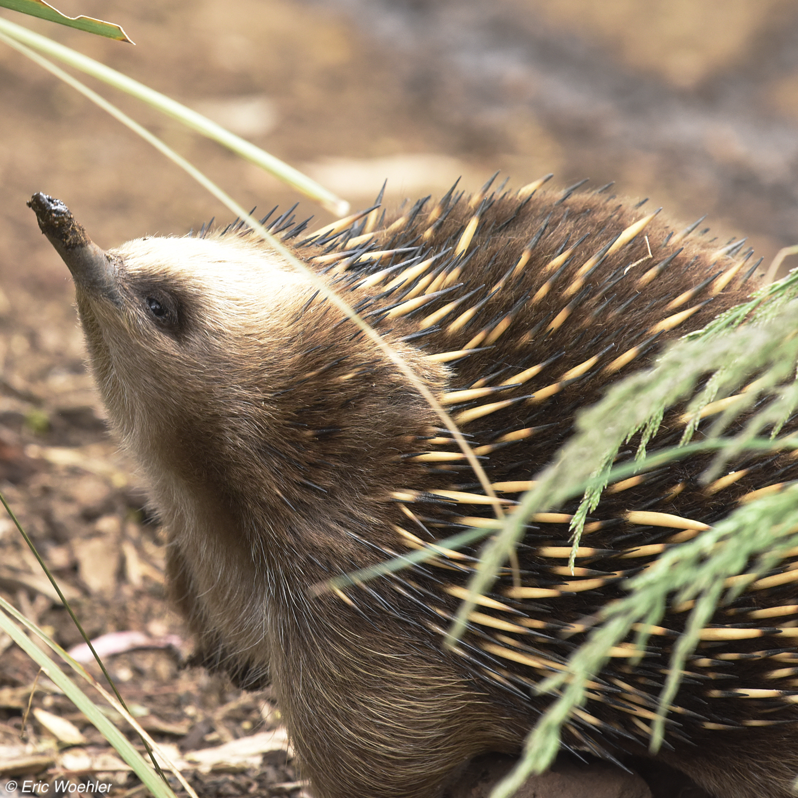 echinda side profile through a branch, echidna is looking upward towards sky