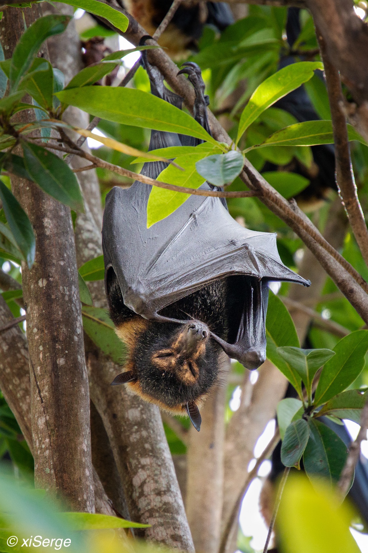 Flying Fox hanging from branch. 