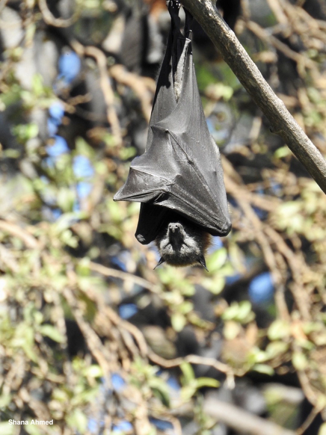 Bat Health