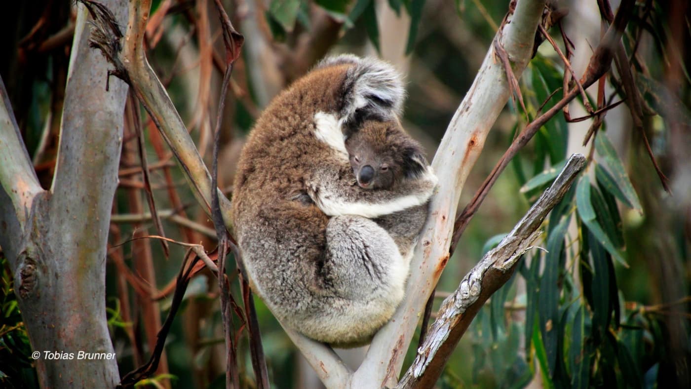 koala snuggled with its baby in tree