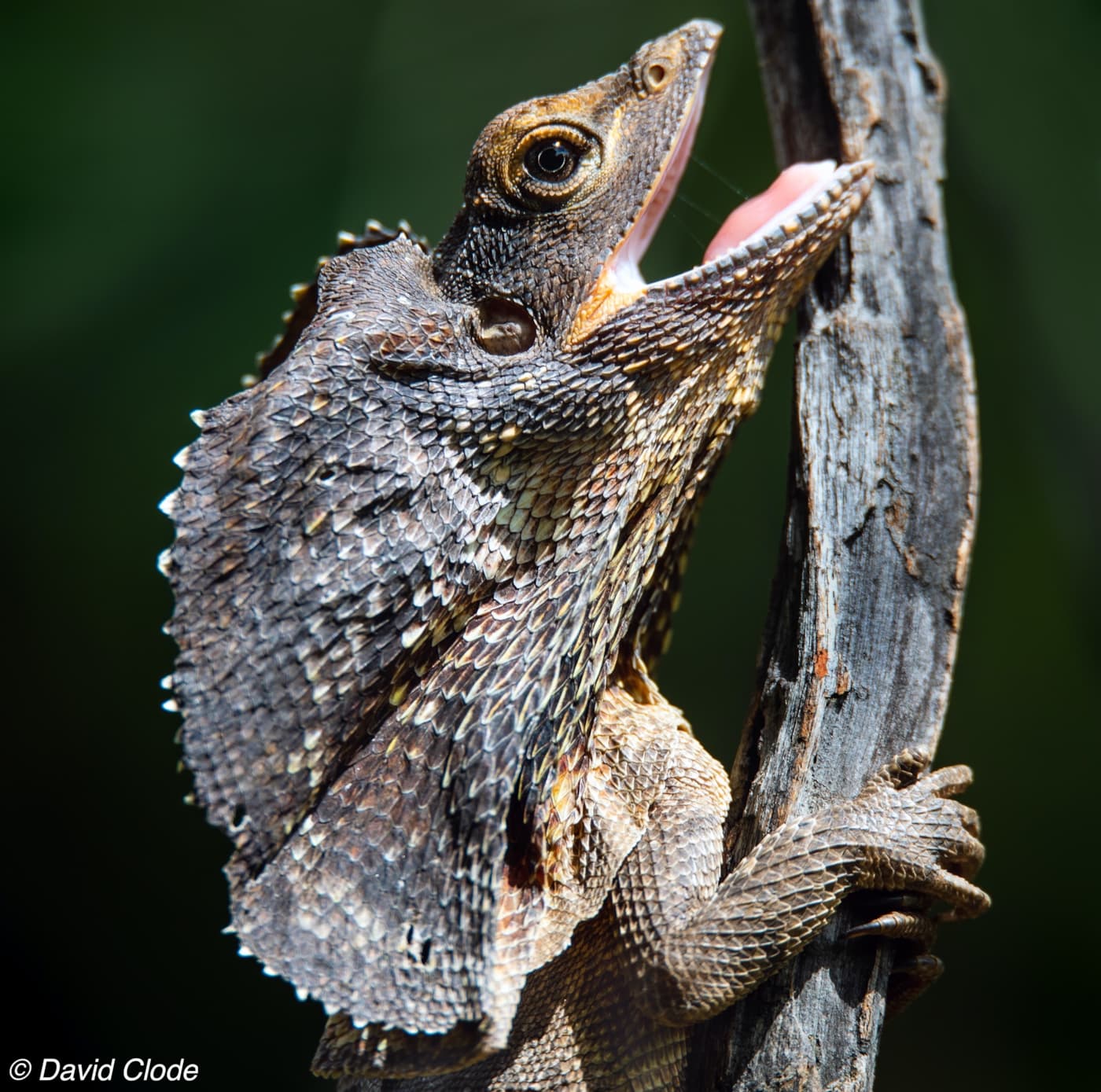 frilled neck lizard on a branch