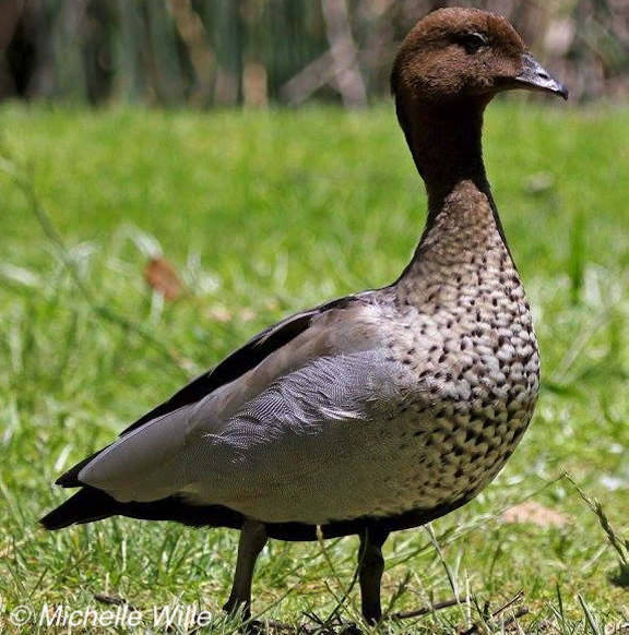 one wood duck, standing on grass