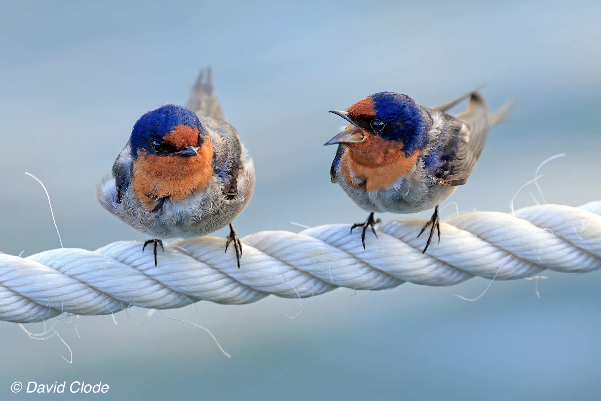 Two birds sitting on a white rope