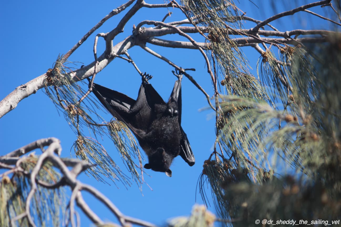 black flying fox hanging from tree branch