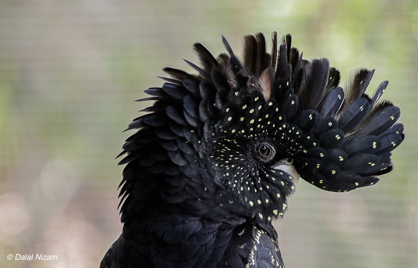 close up side image of black cockatoo head with black crest 