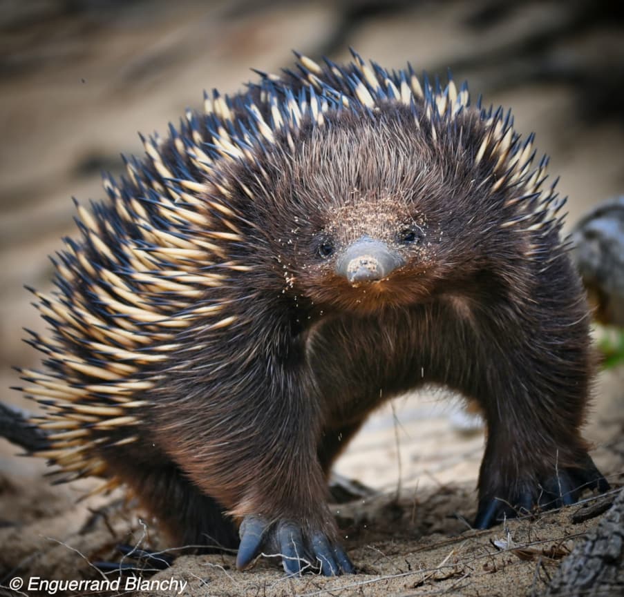 echidna standing up tall looking looking at camera and standing on brown dirt