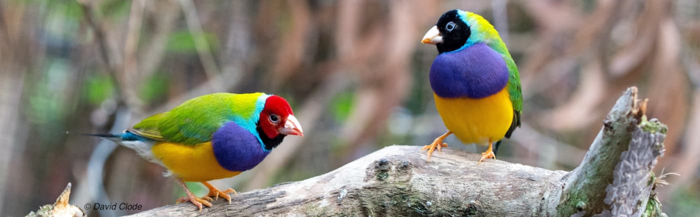 photo of two colourful finches standing on the same branch looking at each other