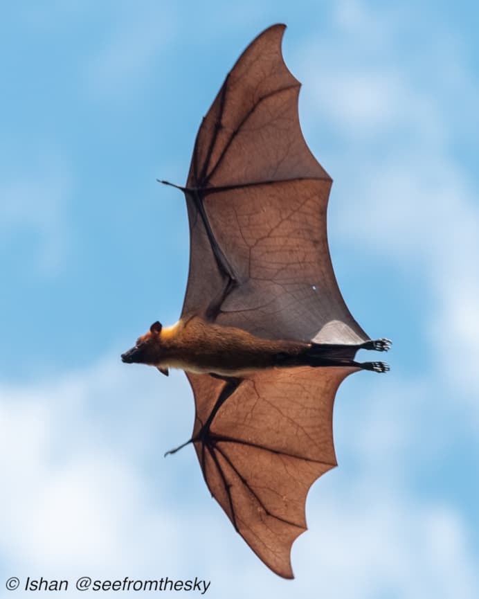 Photo of flying-fox flying in sky, blue sky with some cloud background. 
