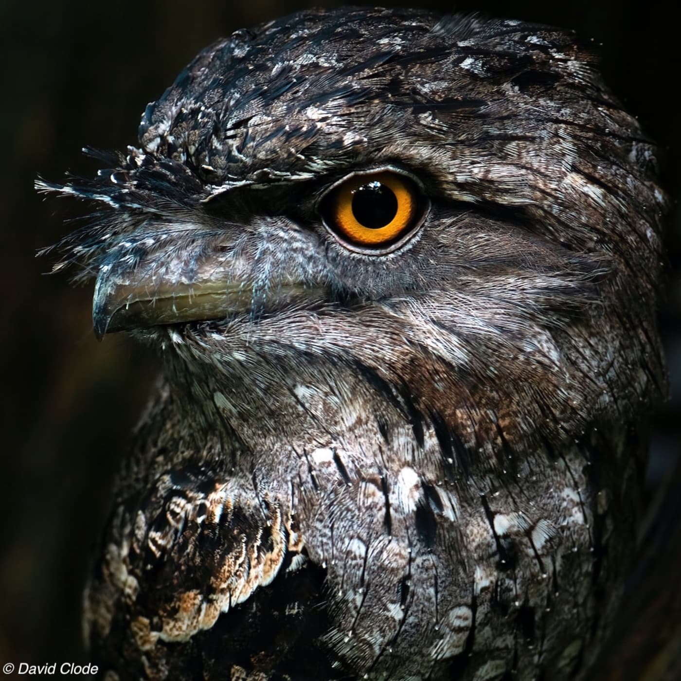 close up of tawny frogmouth head