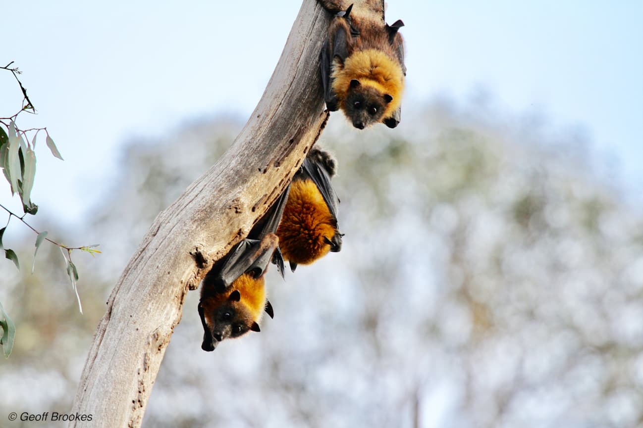 3 flying foxes hanging from the same tree branch