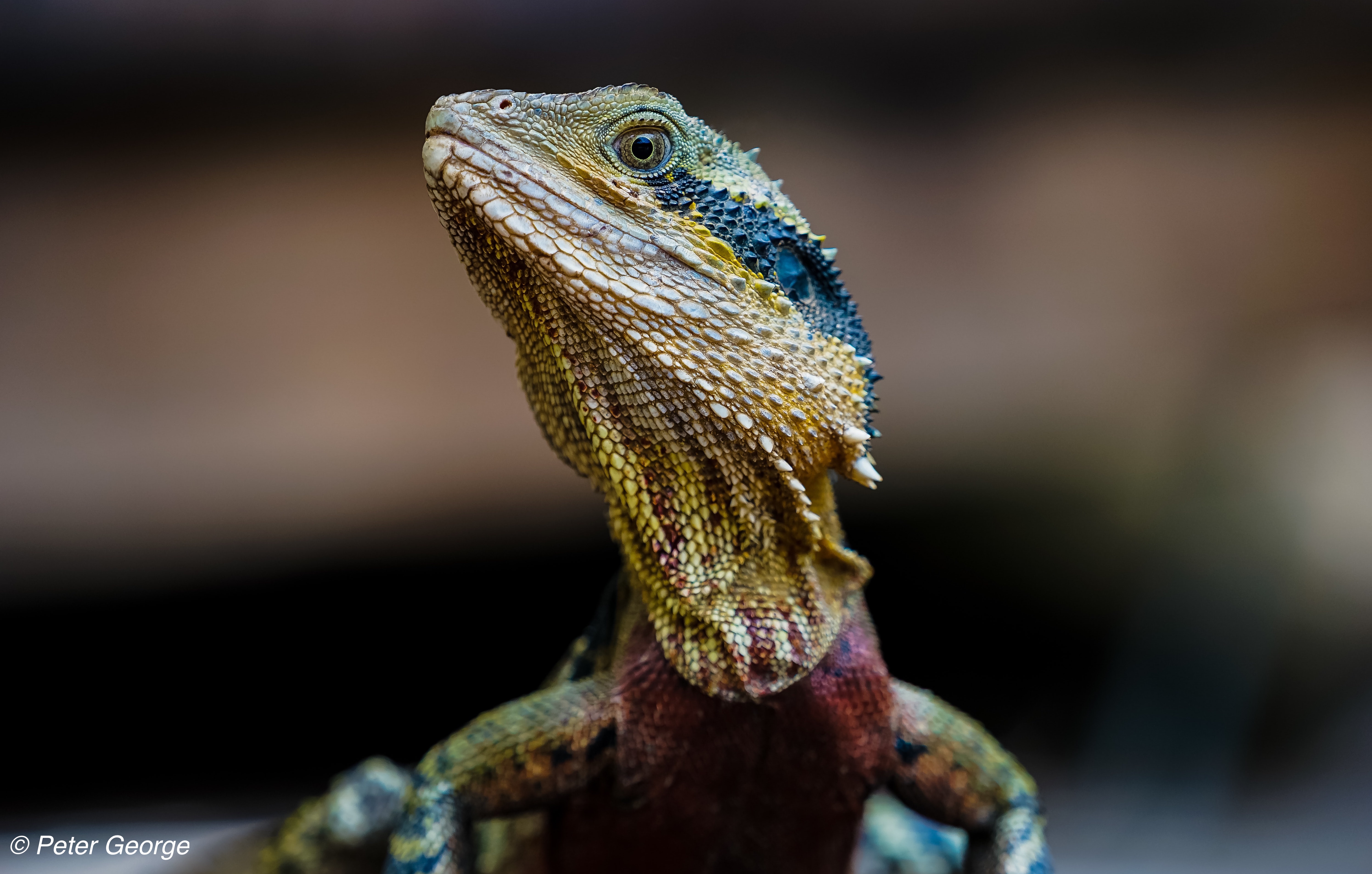 water dragon witih blurred background, photo focused on head